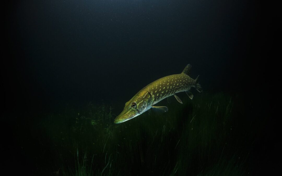 Night Dive Specialty / Spezialkurs Nachttauchen